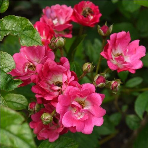 Rozenstruik - Webwinkel - polyantha roos - roze - Rosa Orléans Rose - zacht geurende roos - Levavasseur - Geraniumrode bloem met een wit hart en zachte geur.